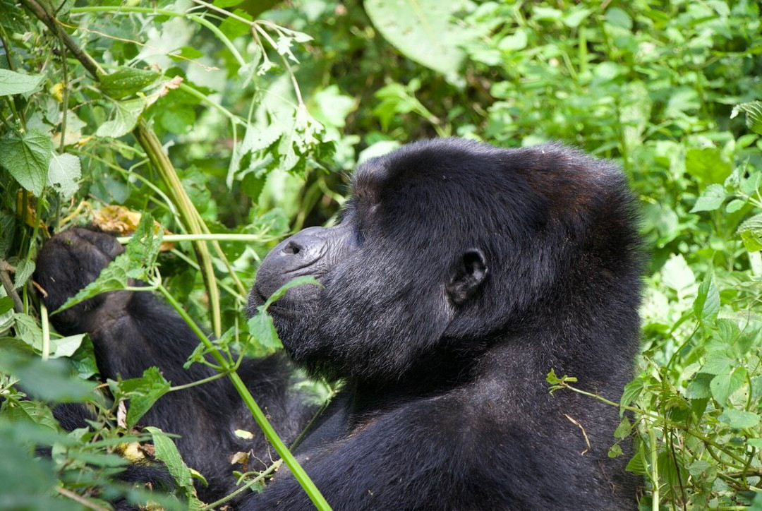 Uzuri Uganda Safaris-坎帕拉必去景点