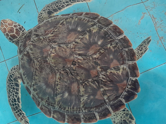 WOLO Travel-乌布必去景点