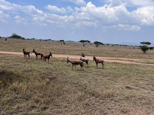 Escape To Tanzania Trekking & Safaris-莫西必去景点