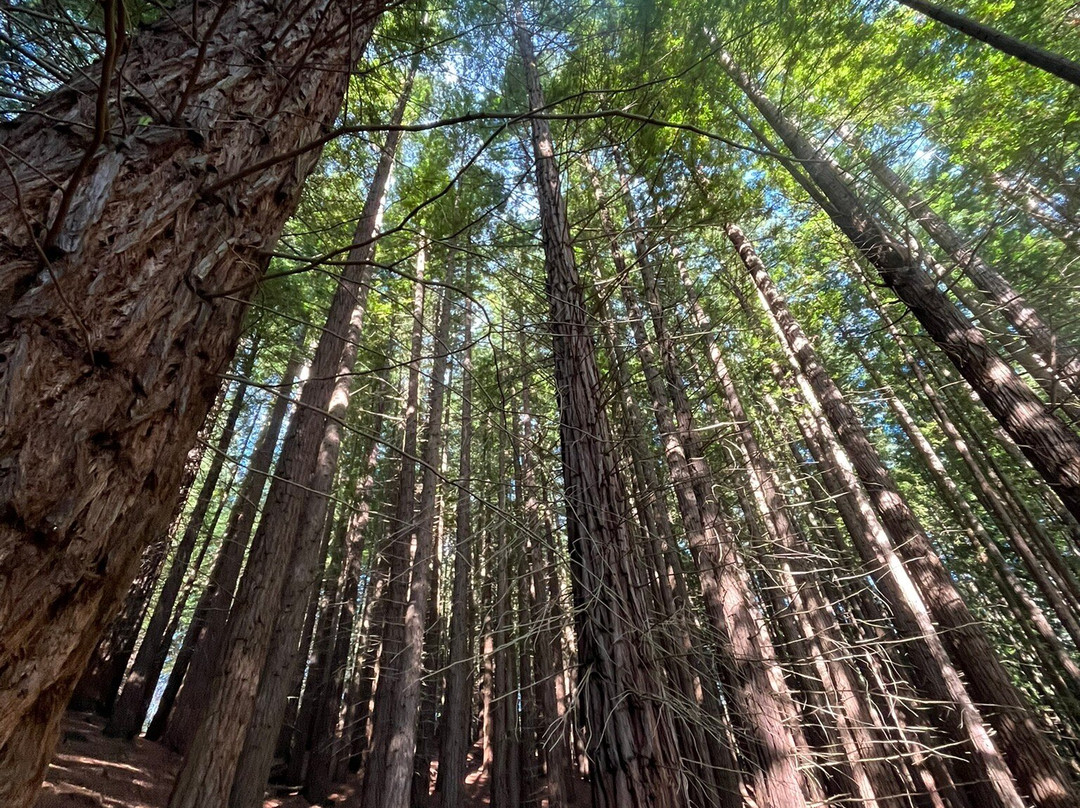 Redwood Forest-Cabezon de la Sal必去景点