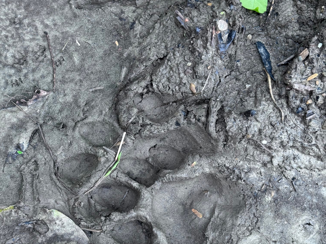 United Jungle Guide Service-奇旺国家公国必去景点