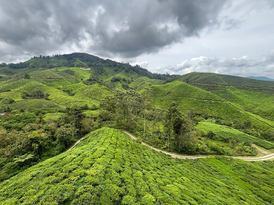 Cameron Highlands-彭亨必去景点
