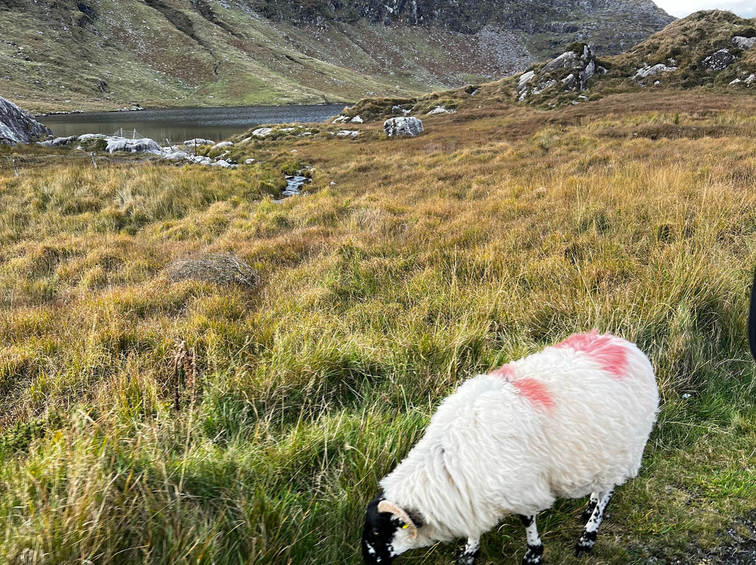 Kerry Experience Tours-Sneem必去景点