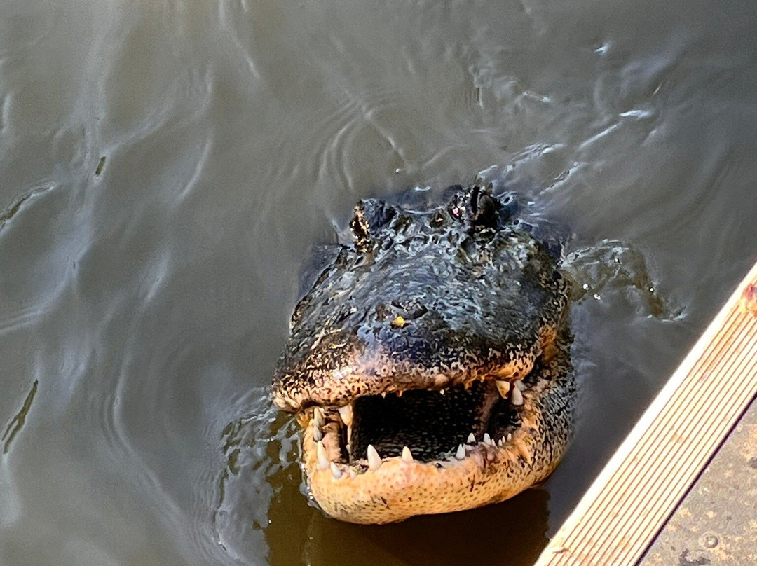 McGee's Louisiana Swamp & Airboat Tours-Henderson必去景点