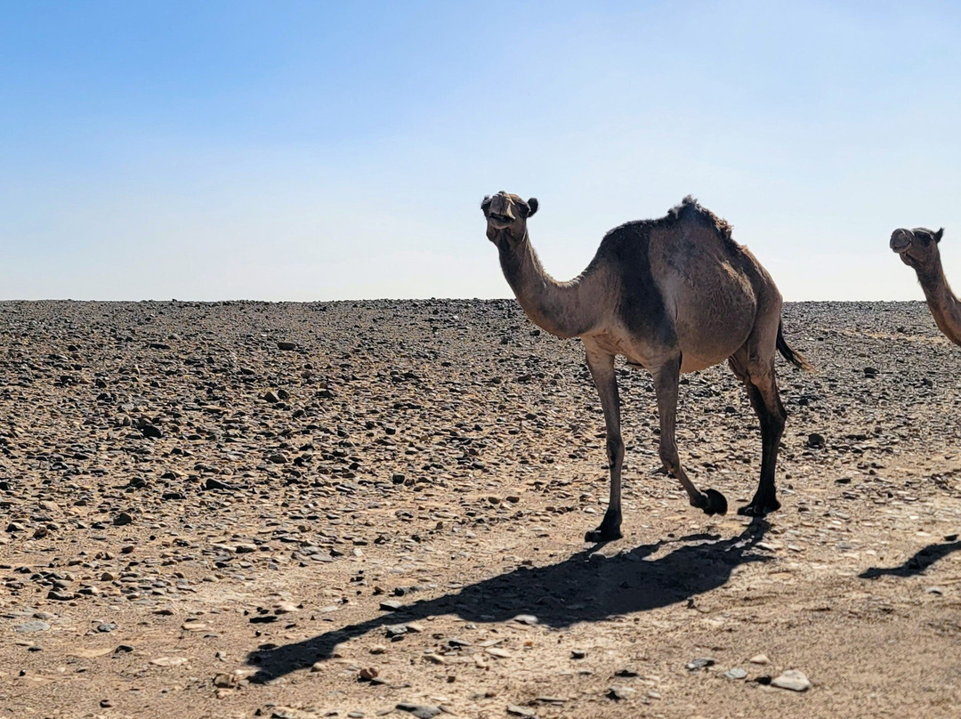 Desert Foum Zguid-Foum Zguid必去景点