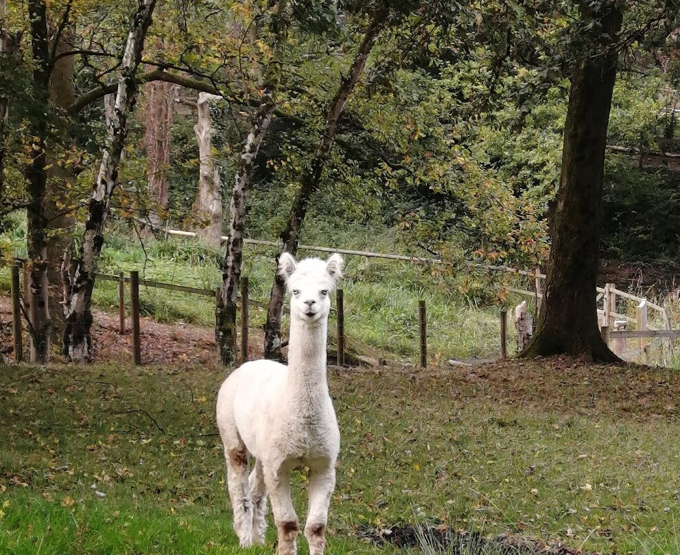 Greenmeadow Community Farm-Cwmbran必去景点