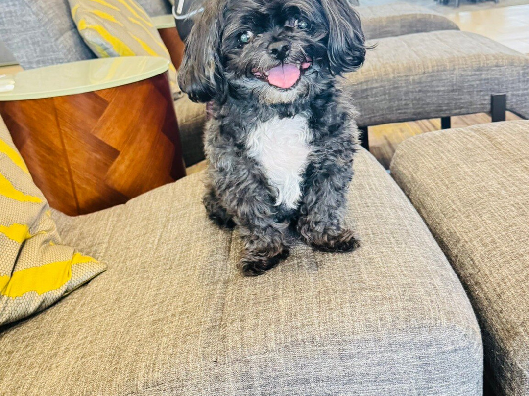 Courtyard by Marriott Toronto Brampton主图