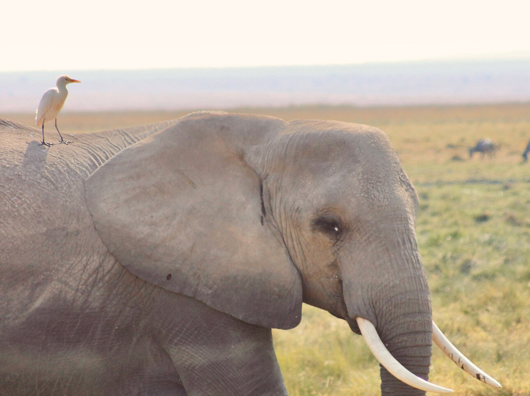 Arlom Safaris-Mtwapa必去景点