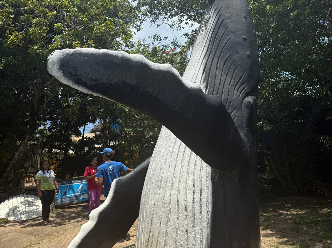 Centro de Visitantes Espaço Baleia Jubarte-普拉亚多海滩必去景点