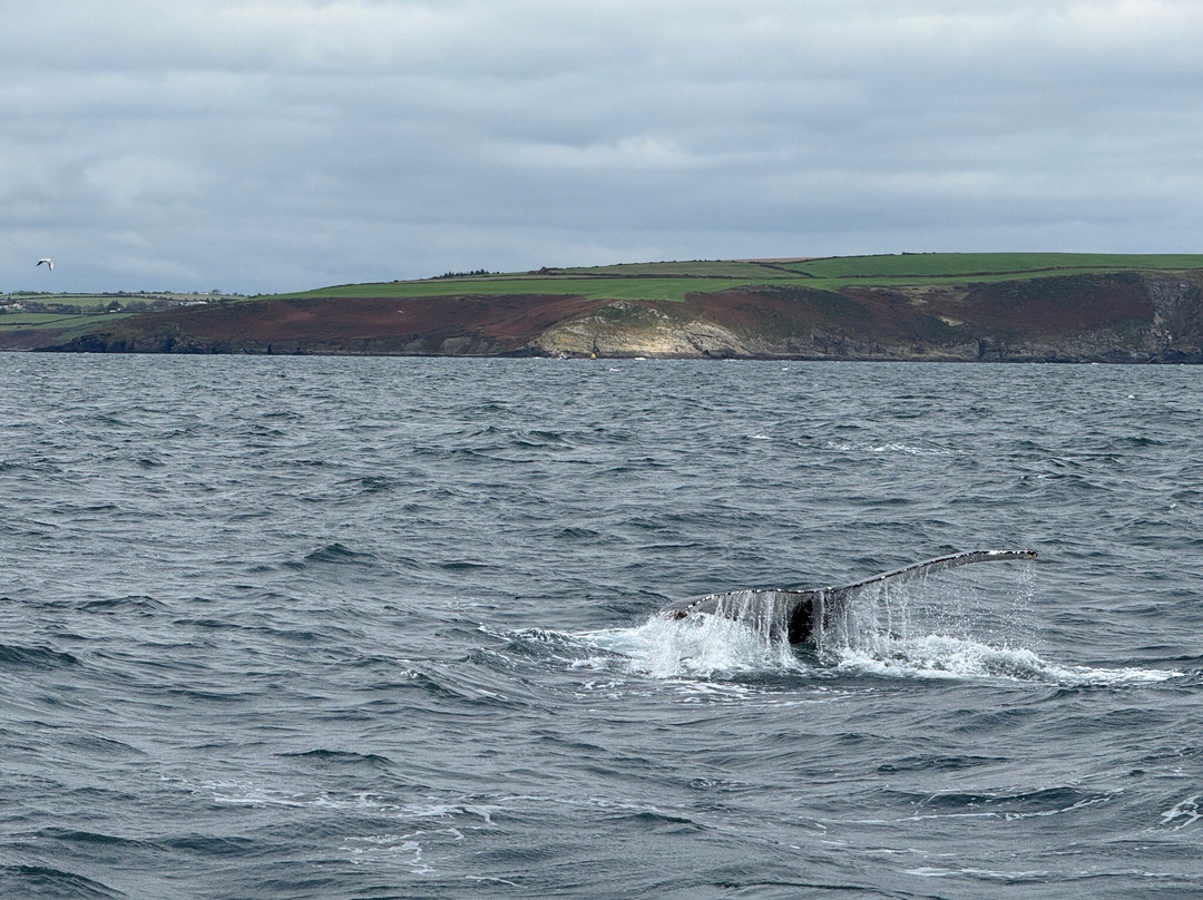 Atlantic Whale and Wildlife Tours-Courtmacsherry必去景点