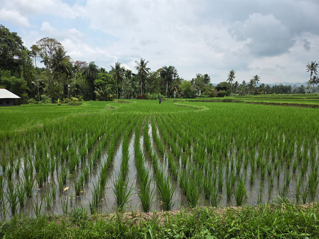 Plantage de Grote Tuin-Kalibaru必去景点