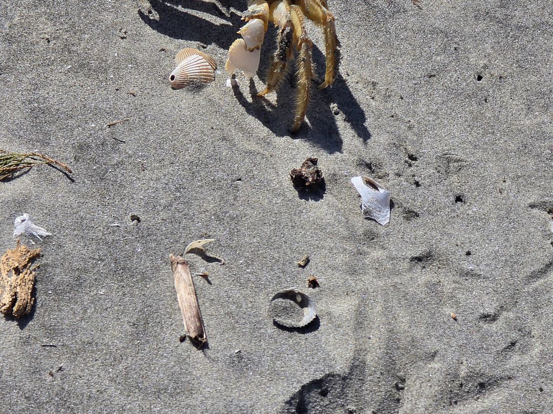 Bulls Island Ferry-Awendaw必去景点
