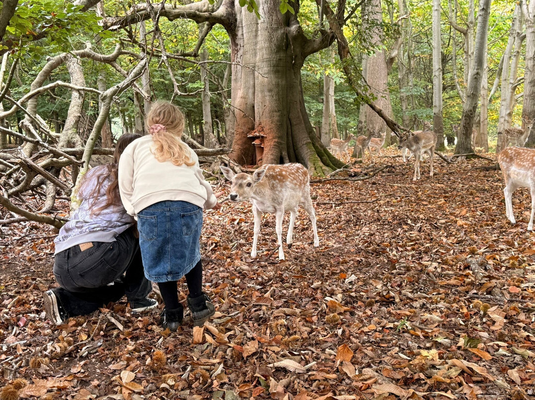 Knole Park-Sevenoaks必去景点