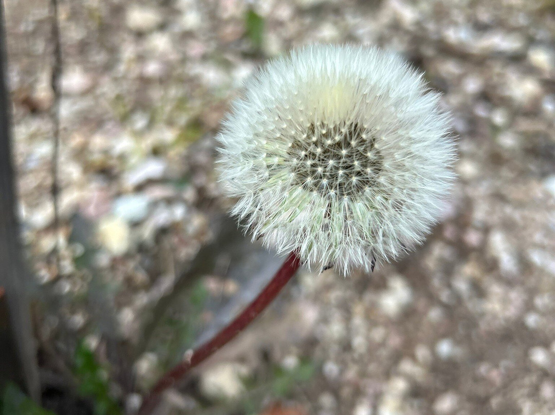 aneghe tanehe-San Michele all'Adige必去景点