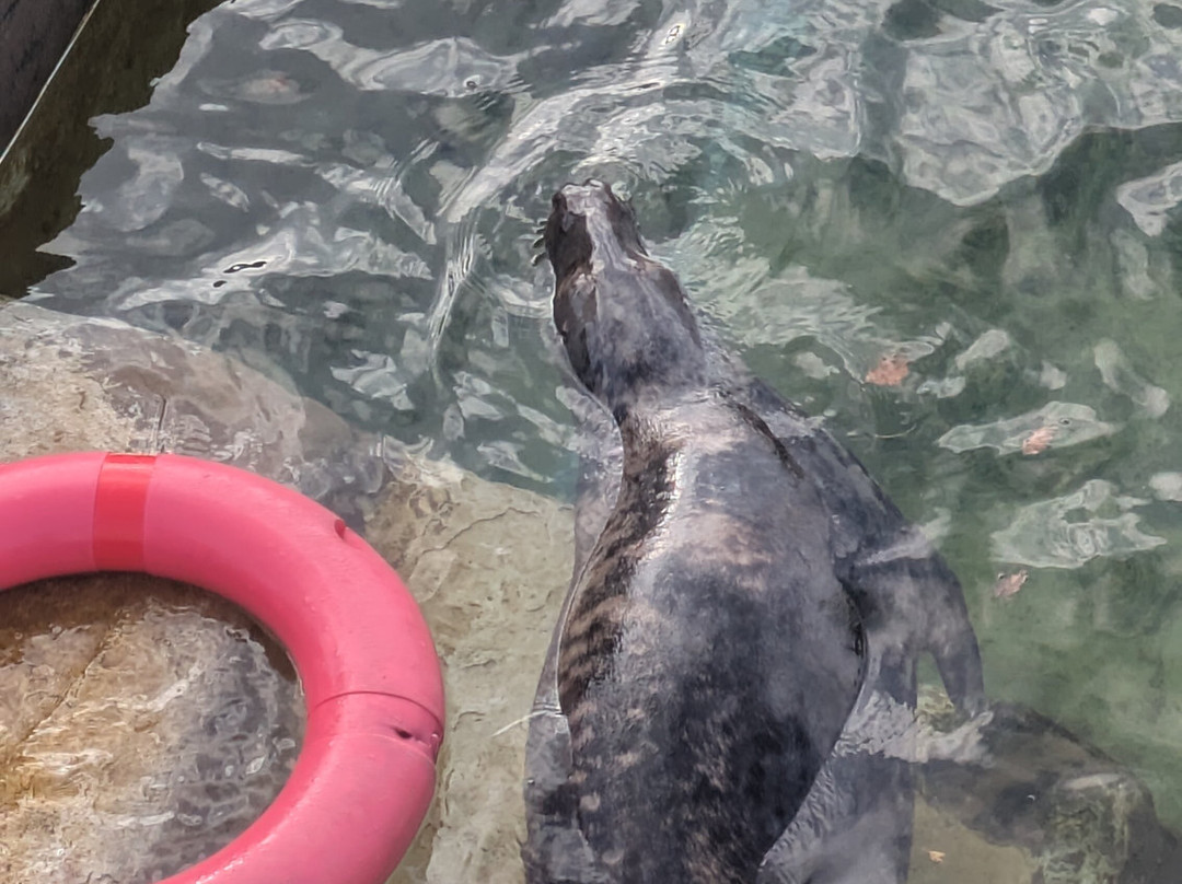 Cornish Seal Sanctuary,SEA LIFE Trust-Gweek必去景点