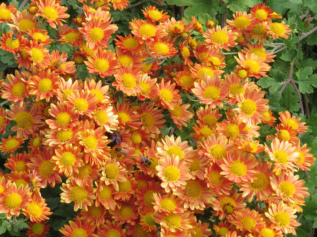 The Frelinghuysen Arboretum-莫里斯敦必去景点