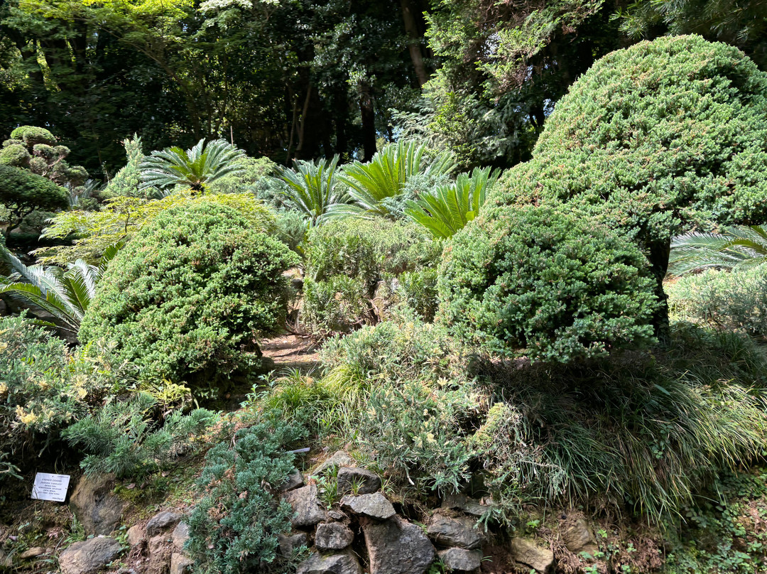 Batumi Botanical Gardens-巴统必去景点