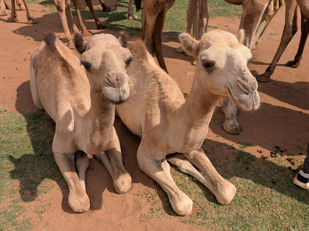 Joel Harar Tours-哈勒尔必去景点