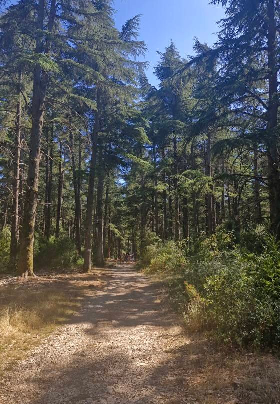 Forêt de Cèdres-Bonnieux必去景点