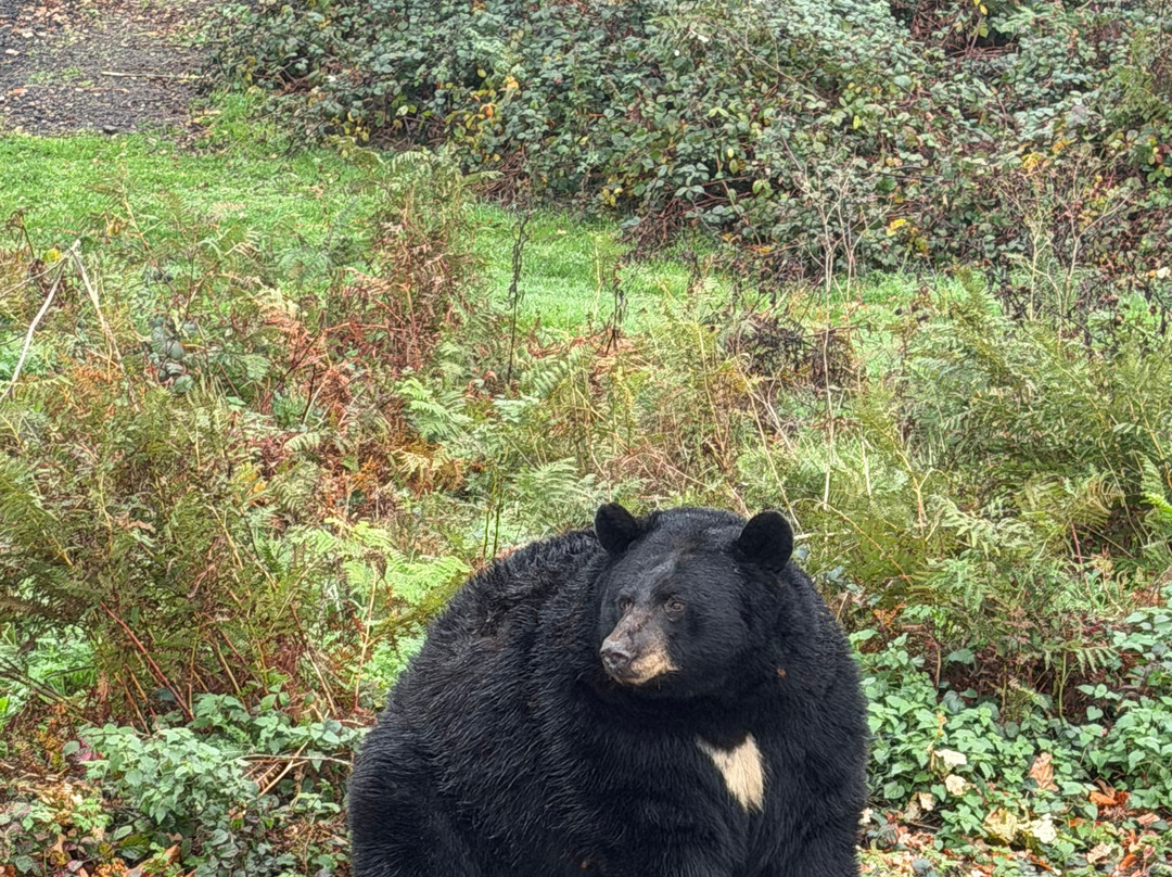 Woburn Safari Park-Woburn必去景点