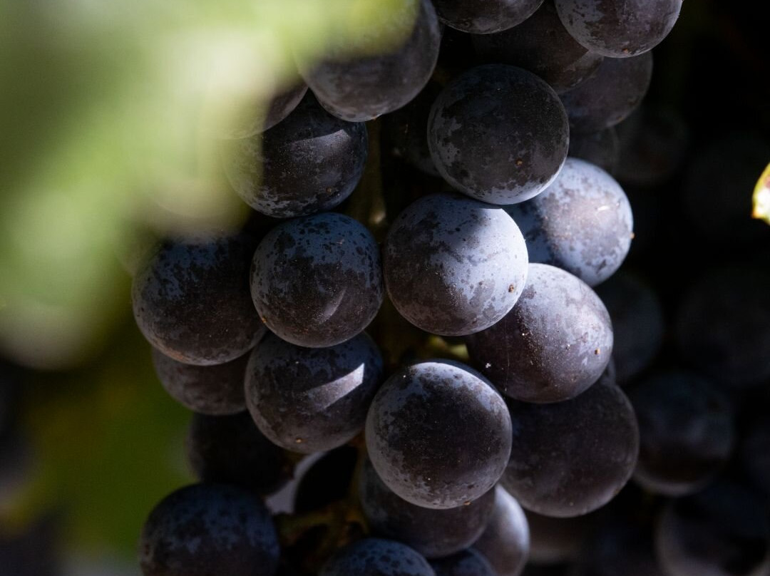 Trinchero Napa Valley-圣海伦娜必去景点