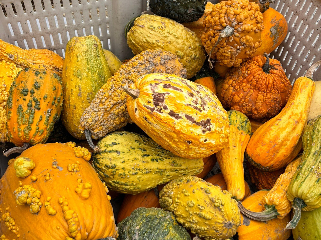 Maple Grove Farm-Mulmur必去景点