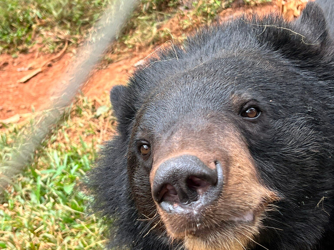 Free the Bears-琅勃拉邦必去景点