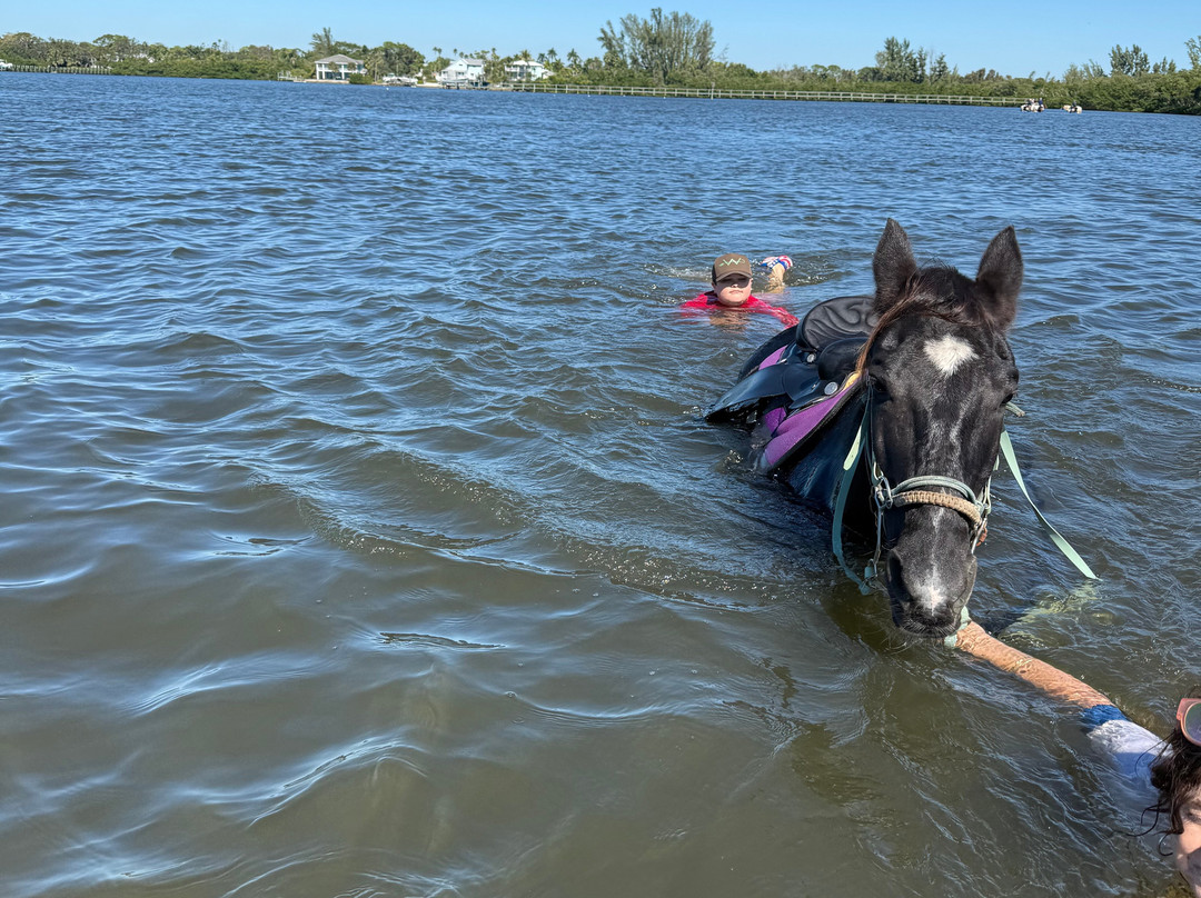 Florida Beach Horses-布雷登顿必去景点