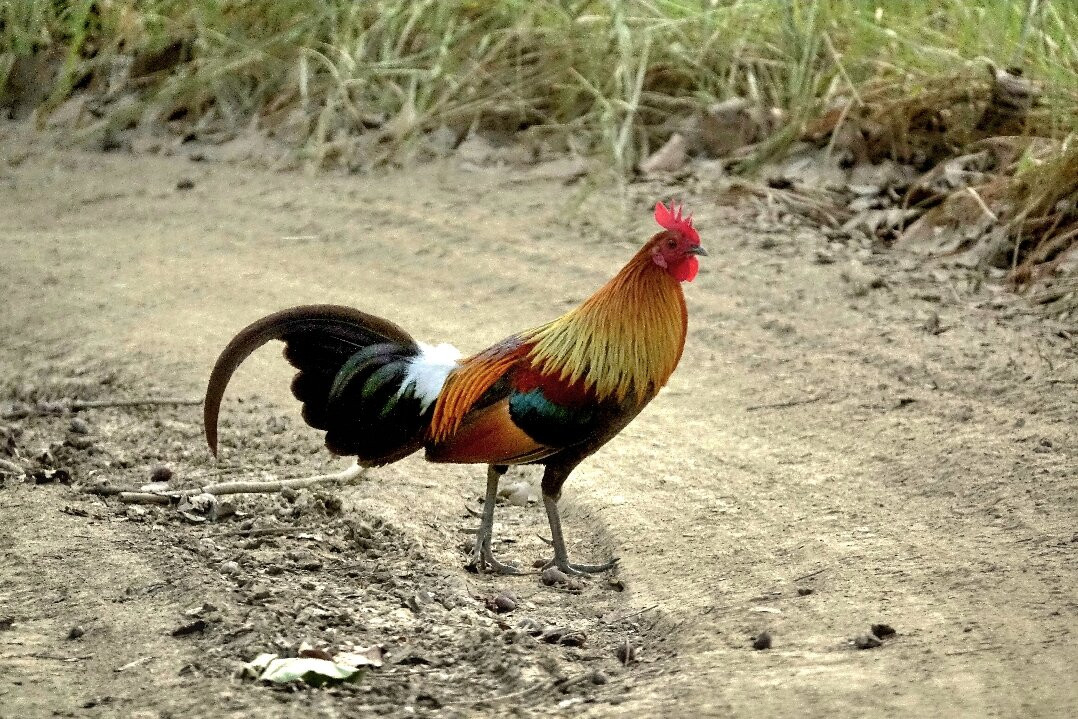 Wild Planet Eco Retreat主图