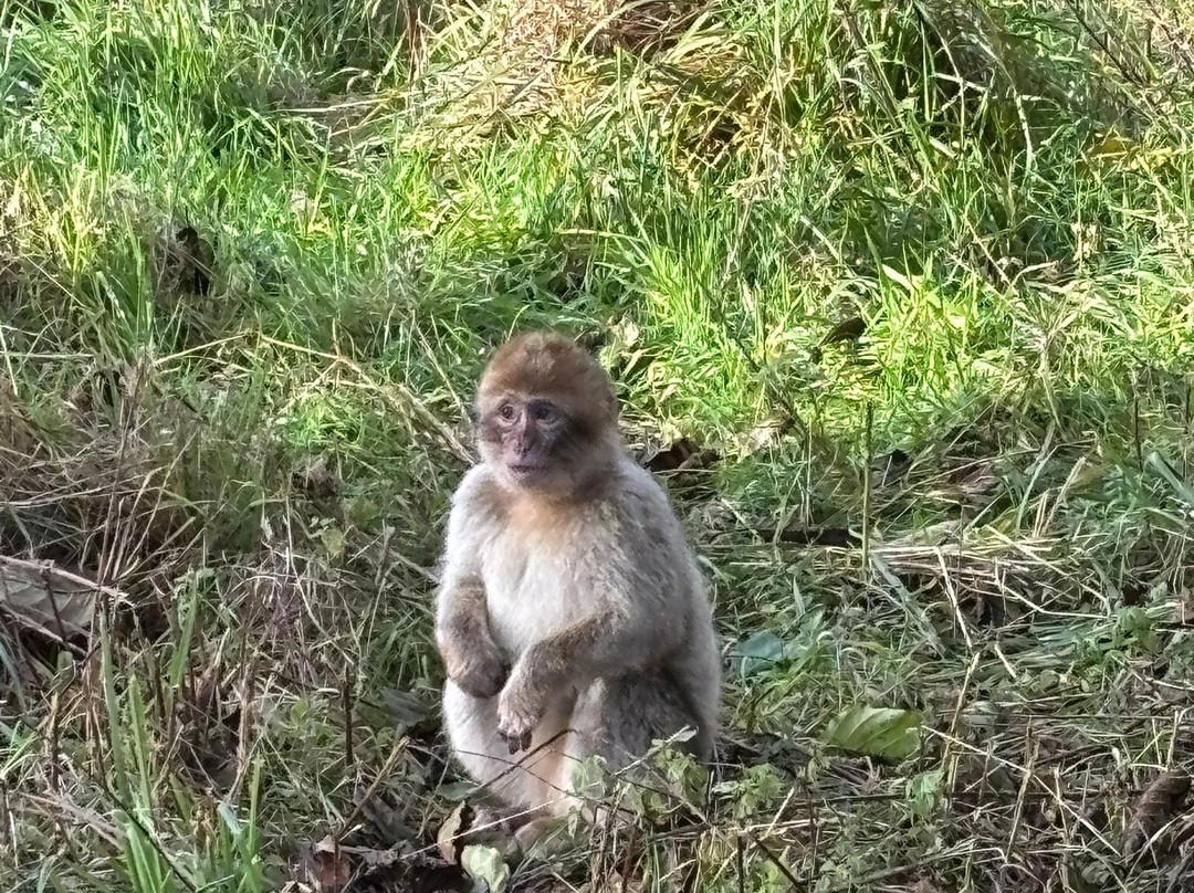 Givskud Zoo - Zootopia-Give必去景点