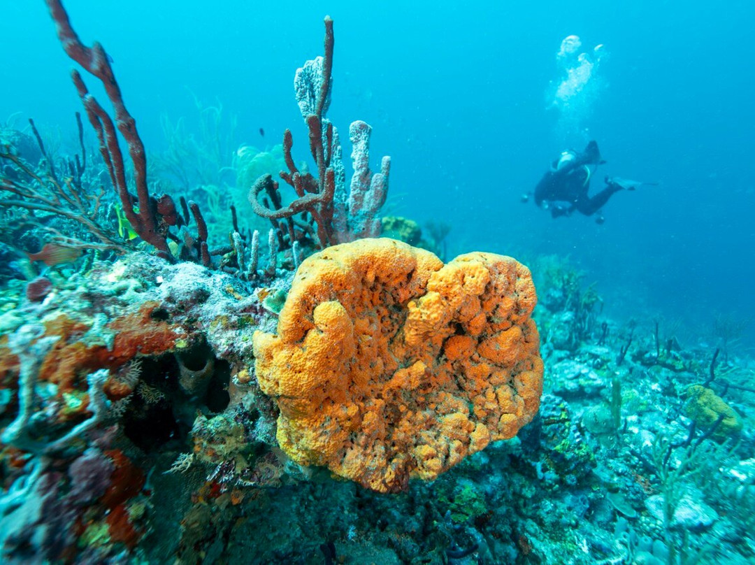 Scuba West Indies - Grenada-St. George's必去景点