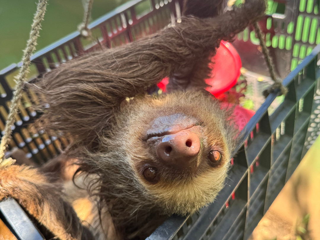 Costa Rica Animal Rescue Center-Turrucares必去景点