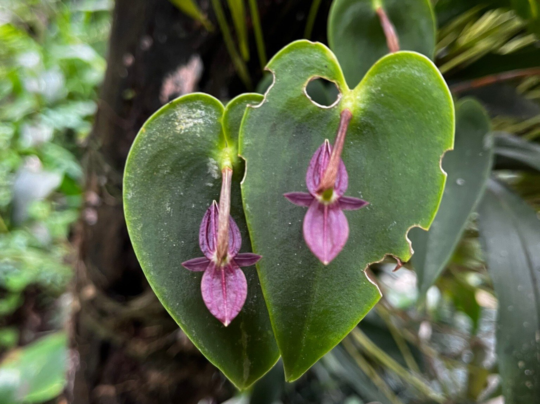 Monteverde Orchid Garden-圣埃伦娜必去景点