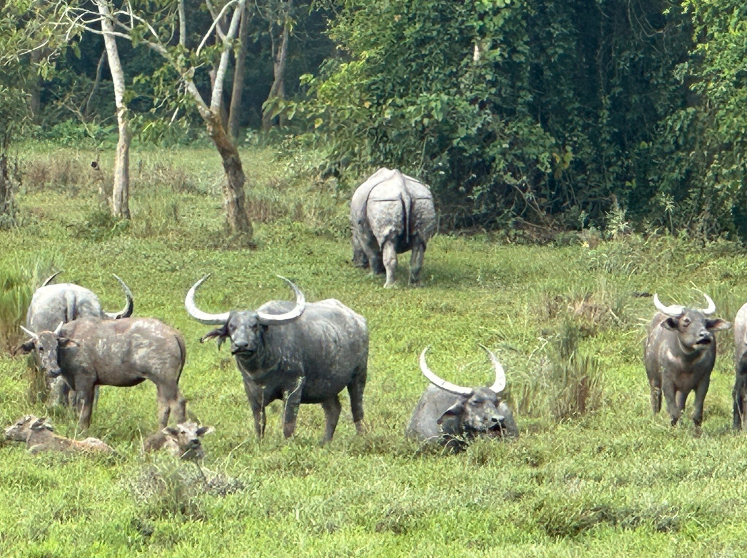 Assam Bengal Navigation-古瓦哈提必去景点