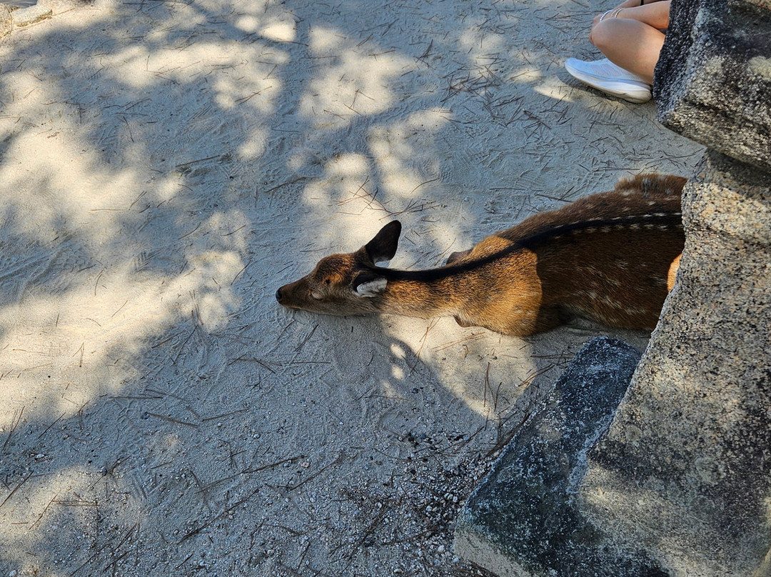 Miyajima Omotesando Shopping Street-Itsukushima必去景点