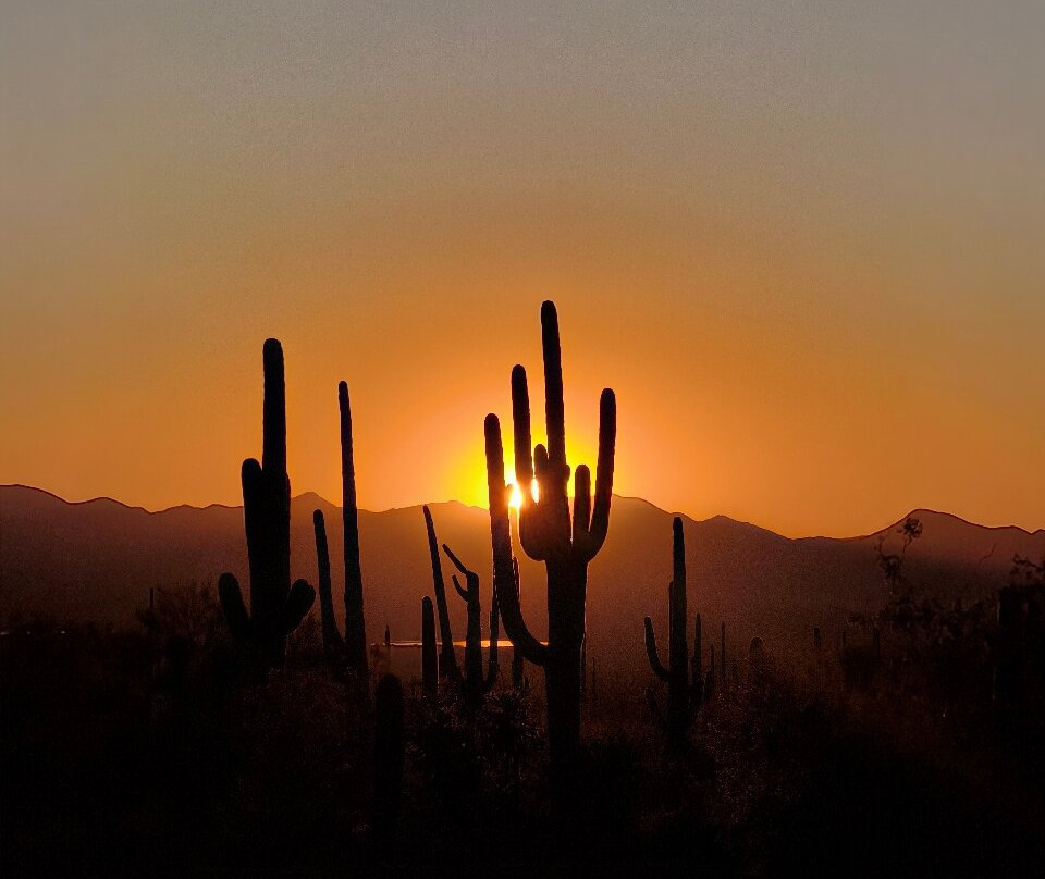 Saguaro National Park-图森必去景点