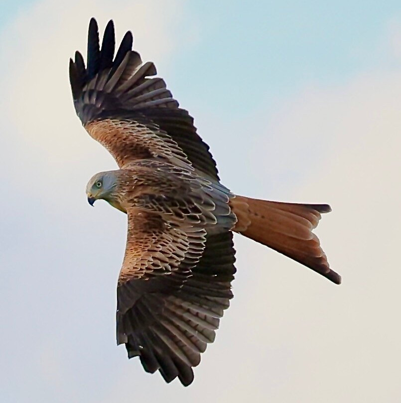 Bellymack Hill Farm - Kite Feeding Station-Laurieston必去景点