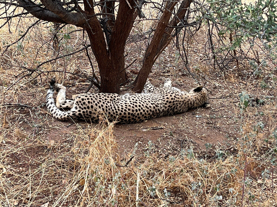 Cheetah Conservation Fund-奥奇瓦龙戈必去景点