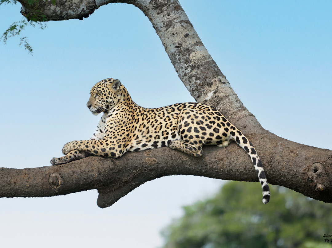 Journey With Jaguars-Porto Jofre必去景点