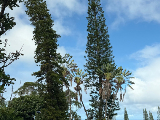 Hana Tours of Maui-毛伊岛必去景点