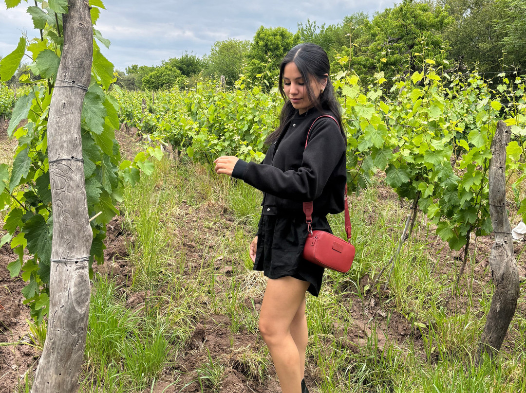 Bodega Familia Cecchin-Maipu必去景点