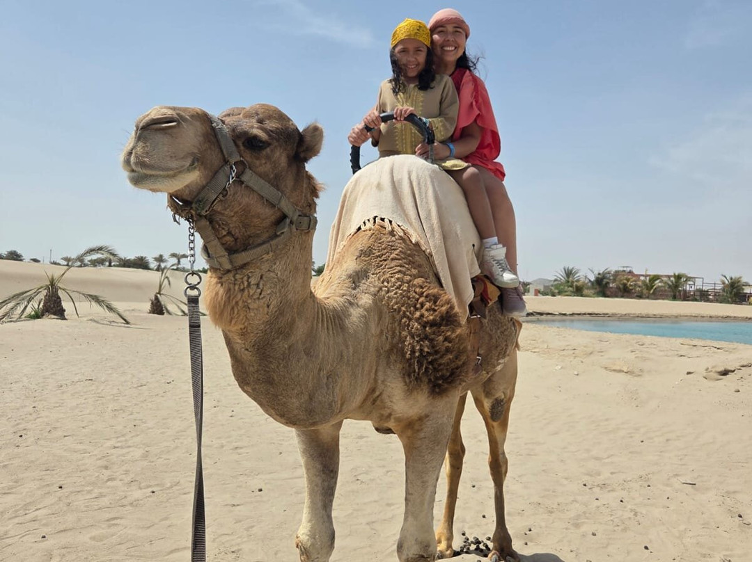 Dromedarius-伊卡必去景点