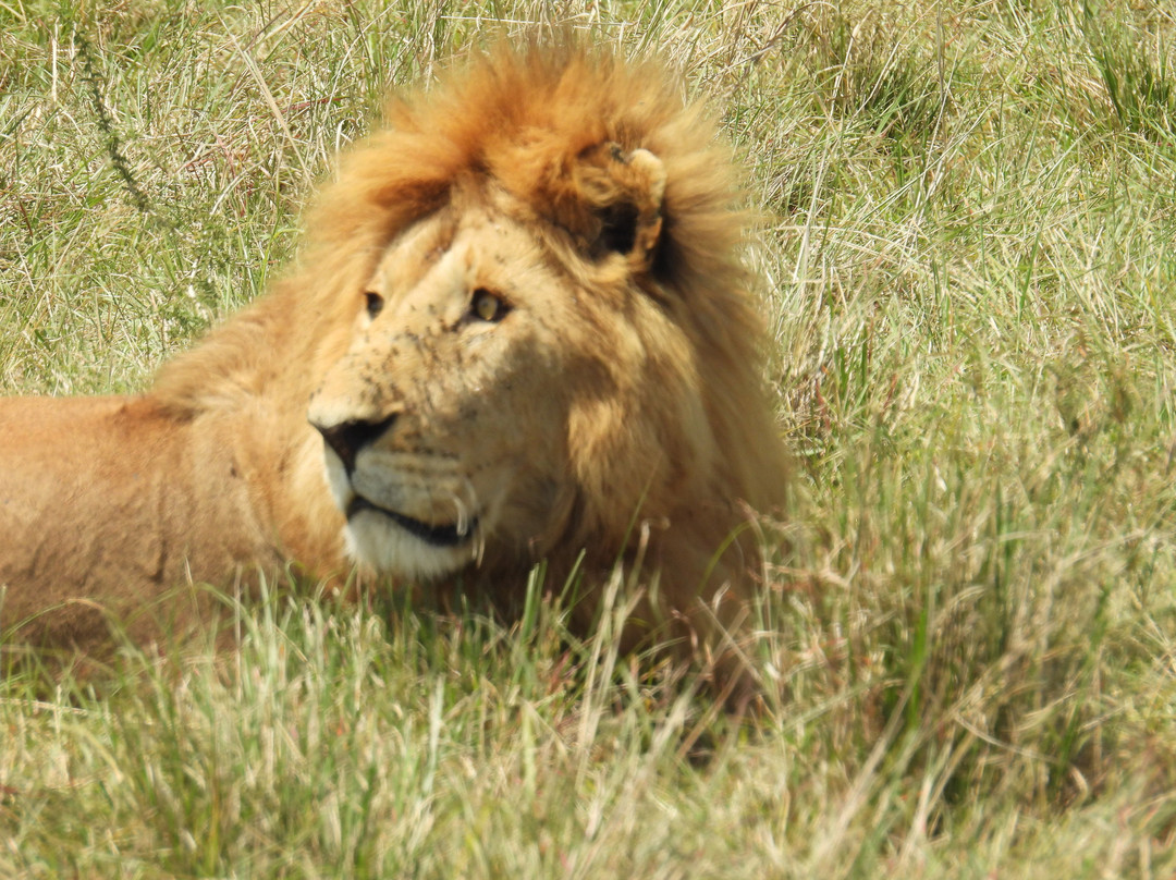 Tuthie afrika-纳库鲁必去景点