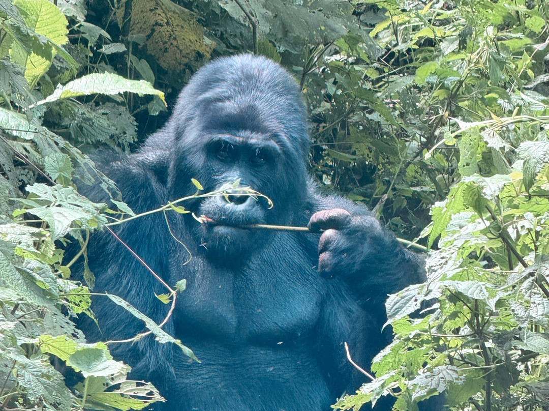 Kafu Safaris-坎帕拉必去景点