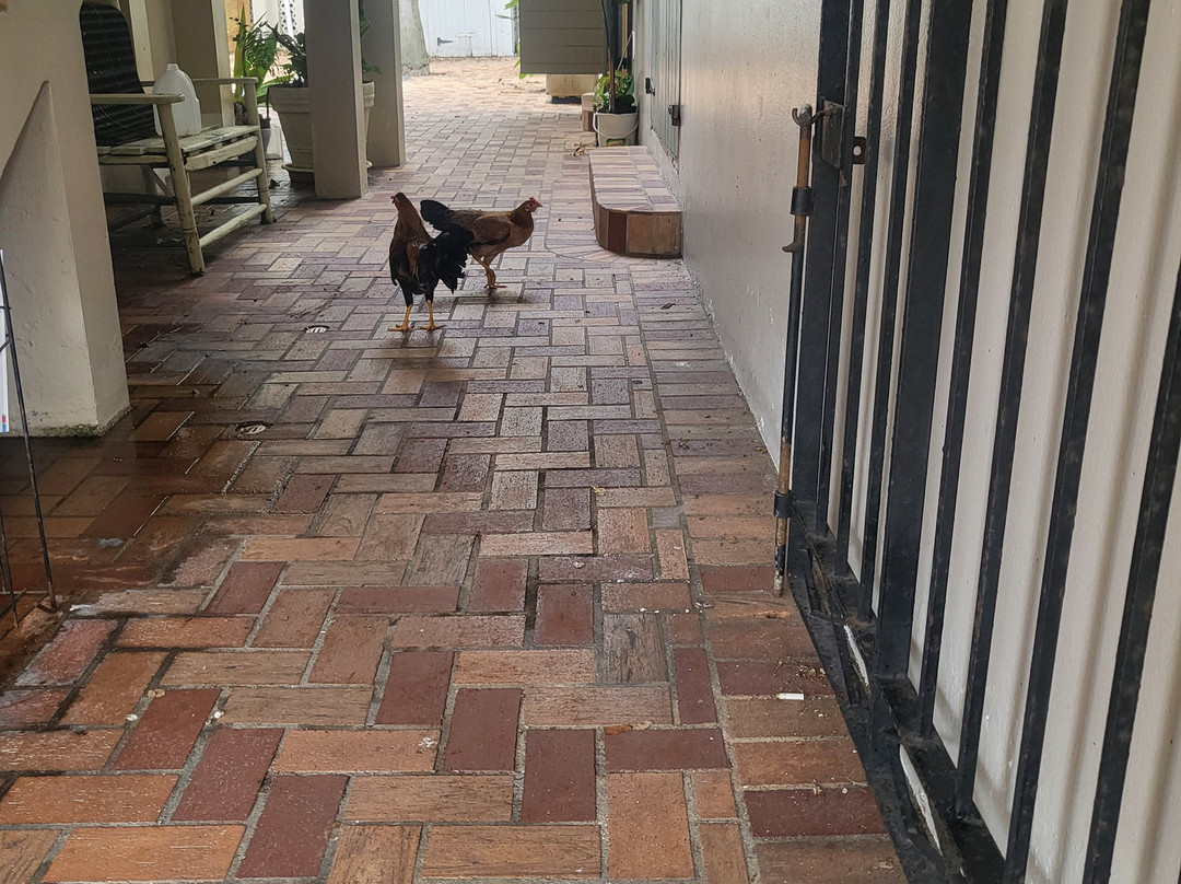 Christiansted Market-圣克鲁斯必去景点