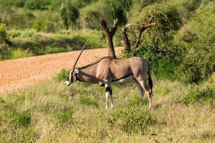 Samburu National Reserve-内罗毕必去景点