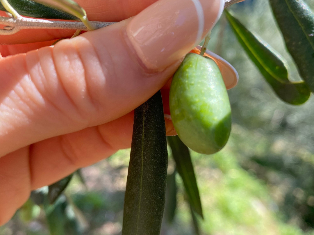 Cooking Class da Marco e Tano-斯卡拉必去景点