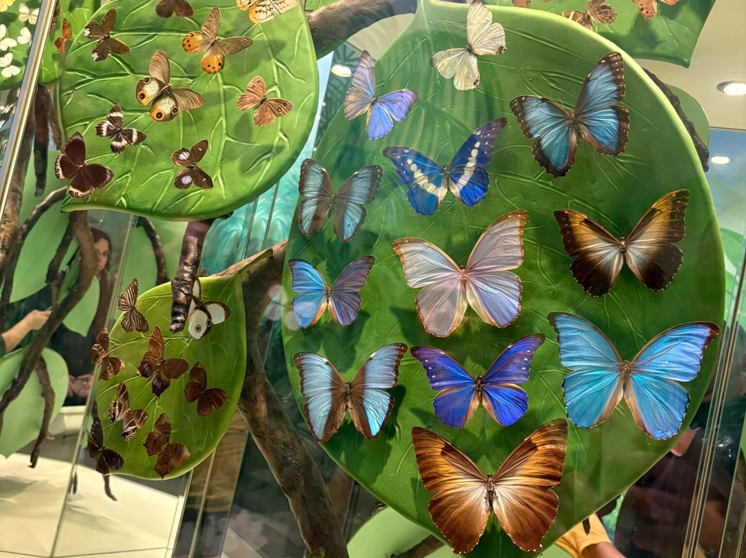 Konya Tropikal Kelebek Bahçesi-科尼亚必去景点