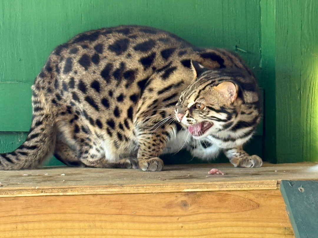Bear Creek Feline Center-巴拿马城必去景点