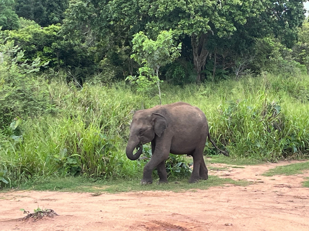 Hiriwadunna Village & Jeep Safari No 4-Hiriwadunna必去景点